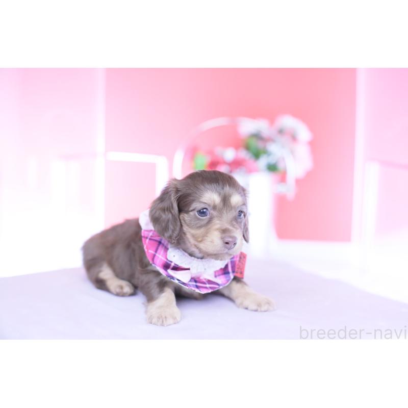 販売中の愛知県のカニンヘンダックスフンド(ロングヘアード)-437340の4枚目