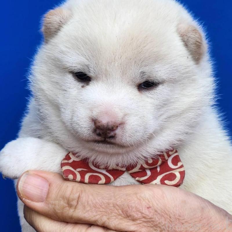 販売中の福岡県の豆柴-437339の1枚目