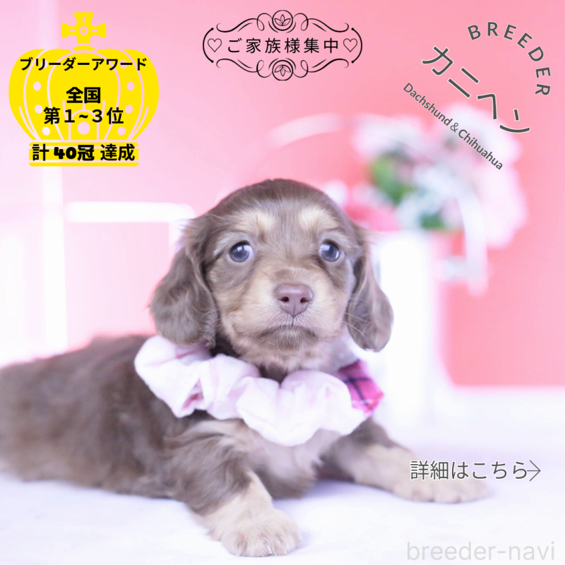 販売中の愛知県のカニンヘンダックスフンド(ロングヘアード)-437340