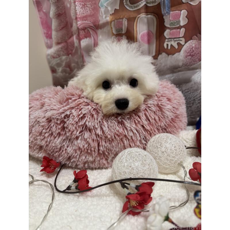 販売中の福井県のビションフリーゼ-417336の3枚目