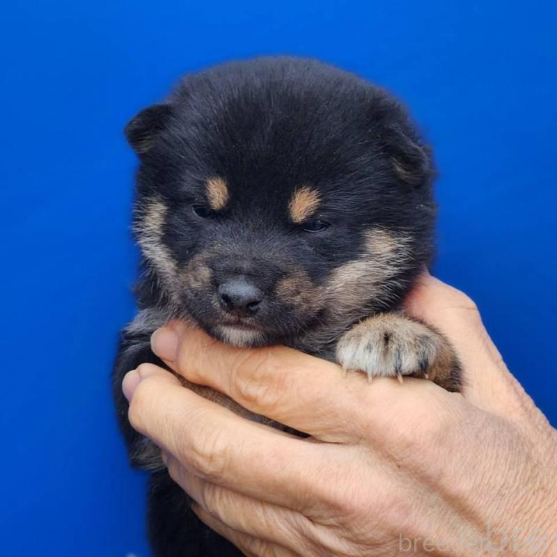 販売中の福岡県の豆柴-437342の2枚目