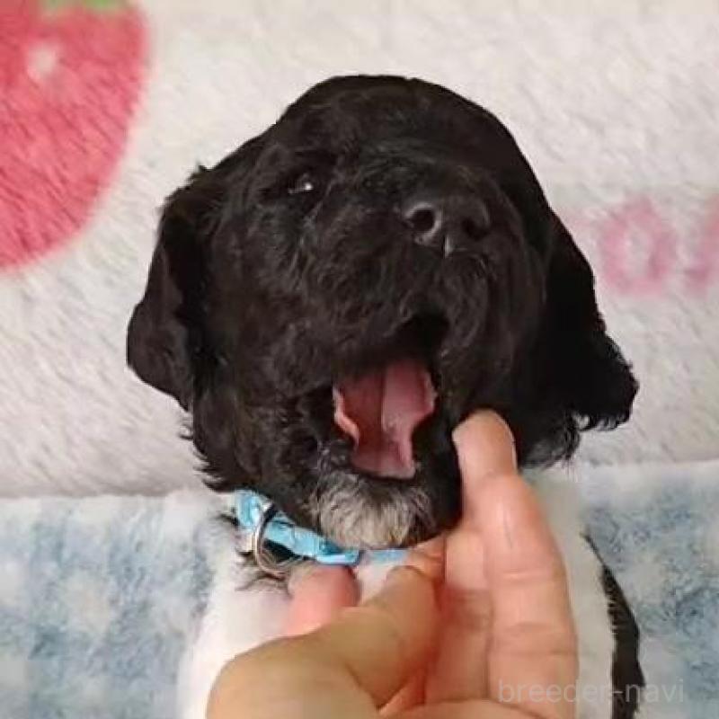 販売中の静岡県のスタンダードプードル-434703