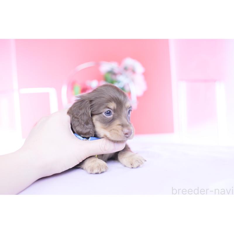 販売中の愛知県のカニンヘンダックスフンド(ロングヘアード)-437344の8枚目