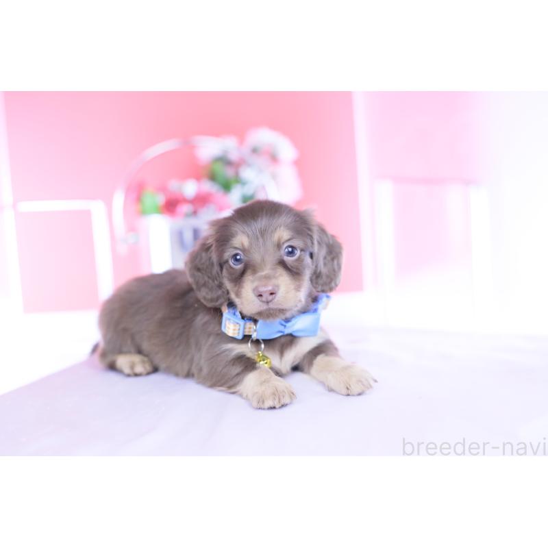 販売中の愛知県のカニンヘンダックスフンド(ロングヘアード)-437344の5枚目