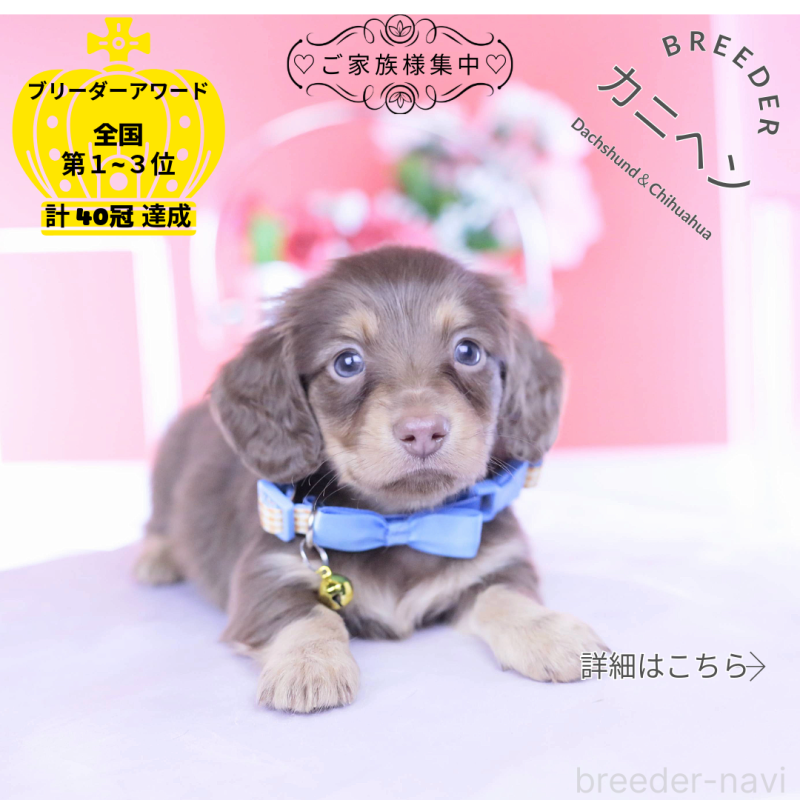 販売中の愛知県のカニンヘンダックスフンド(ロングヘアード)-437344