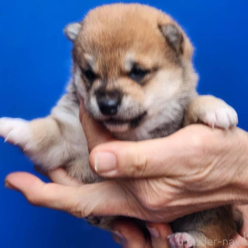 販売中の福岡県の豆柴-437346