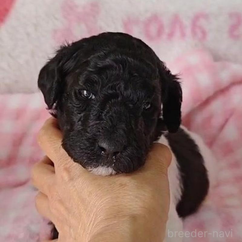 販売中の静岡県のスタンダードプードル-434700