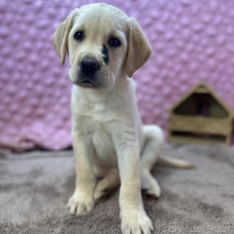 販売中の茨城県のラブラドールレトリーバー-435388