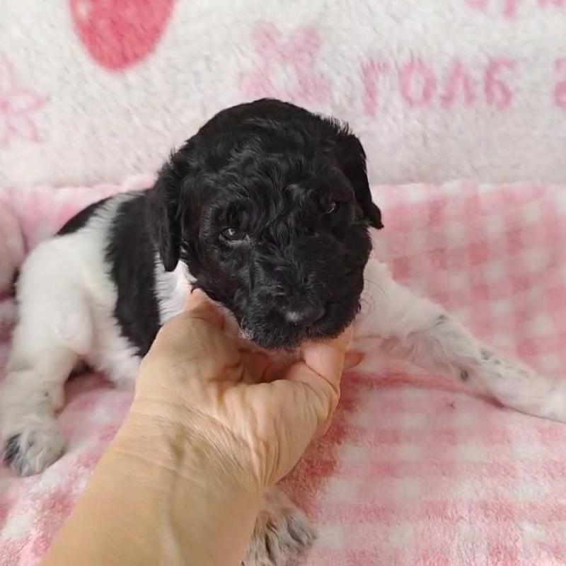 販売中の静岡県のスタンダードプードル-434695の1枚目