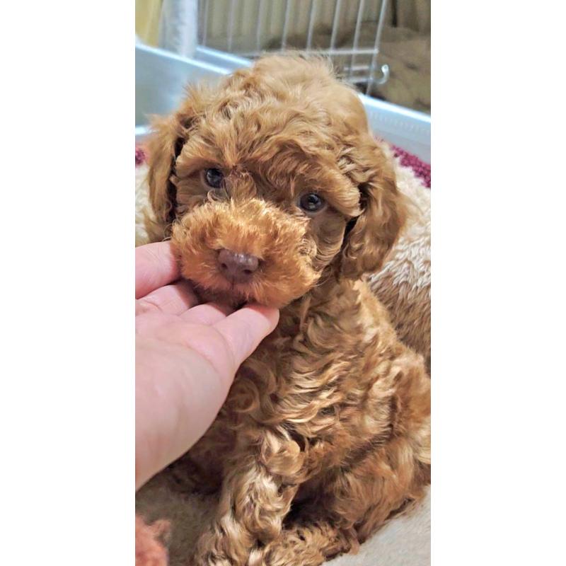 成約済の熊本県のタイニープードル-436006の2枚目