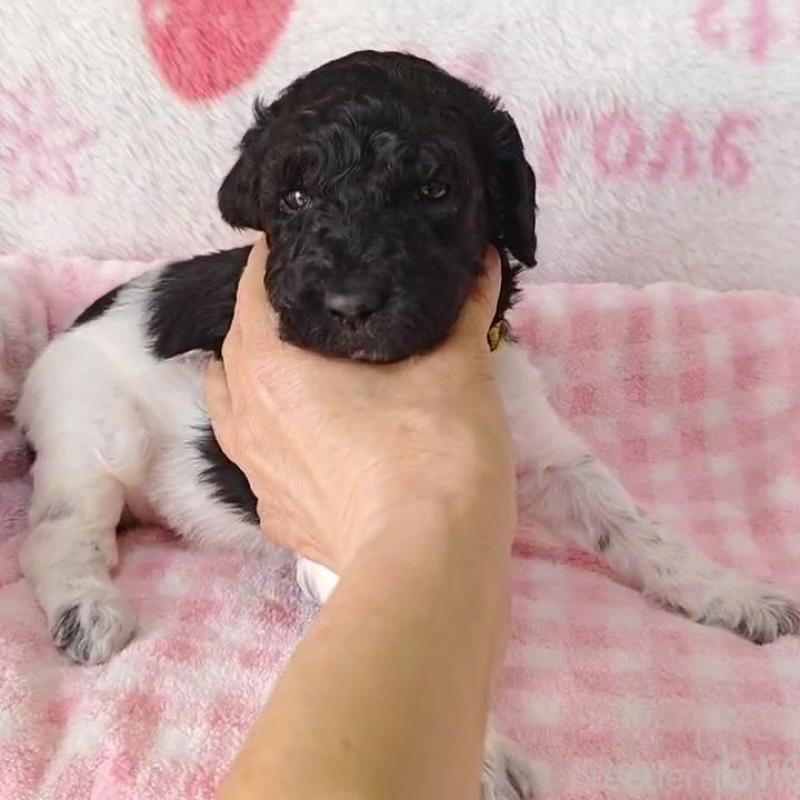 販売中の静岡県のスタンダードプードル-434694