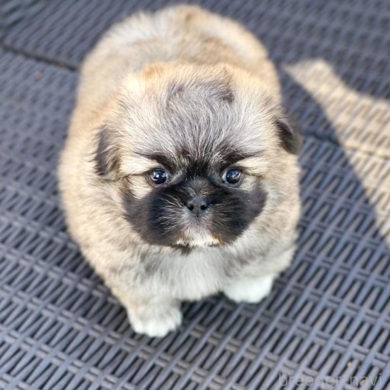 販売中の山梨県のミックス犬-437348の1枚目