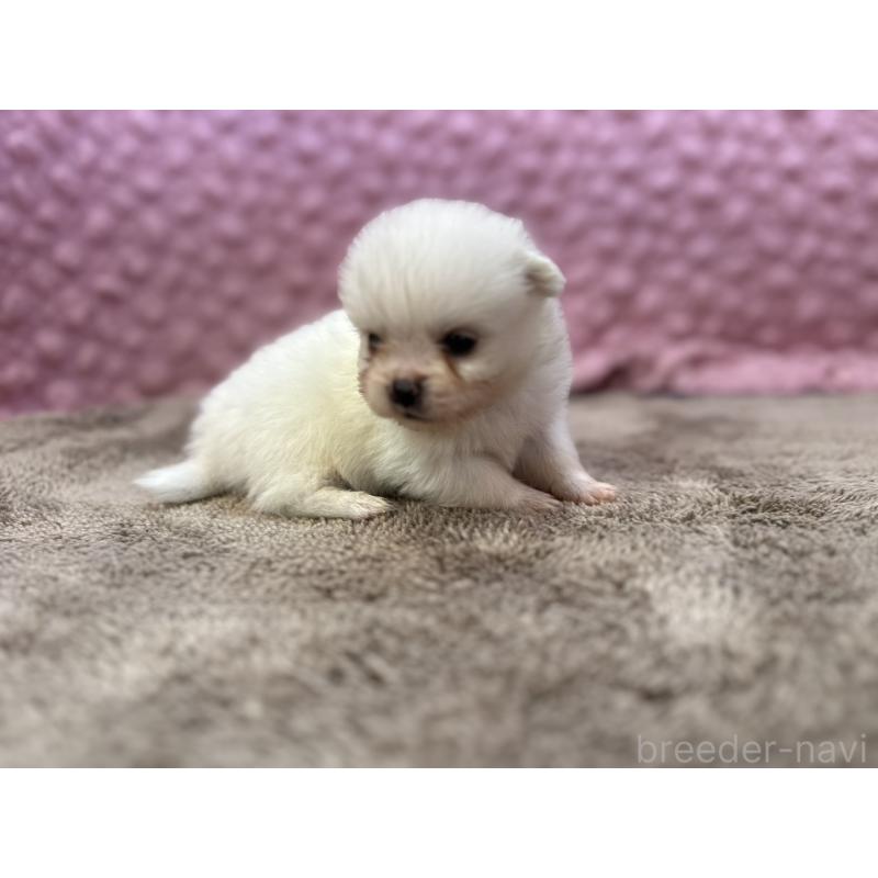 販売中の茨城県のポメラニアン-437347の7枚目