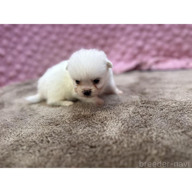 販売中の茨城県のポメラニアン-437347の5枚目