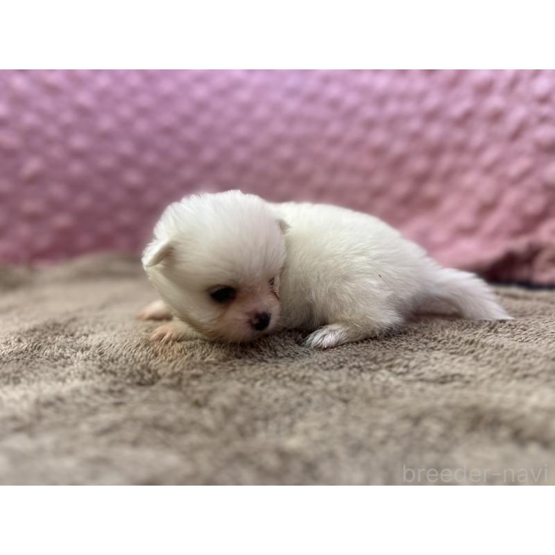 販売中の茨城県のポメラニアン-437347の4枚目