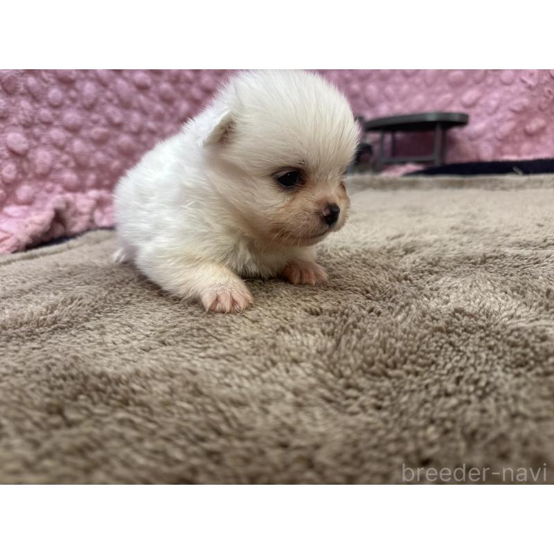 販売中の茨城県のポメラニアン-437347の3枚目
