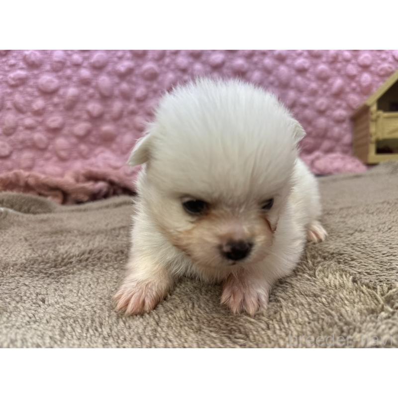 販売中の茨城県のポメラニアン-437347の2枚目