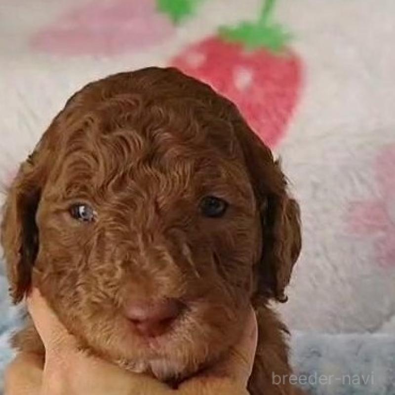 成約済ののスタンダードプードル-434708