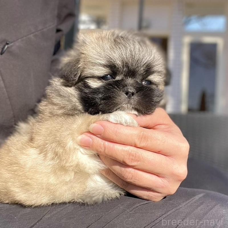 販売中の山梨県のミックス犬-437348の9枚目