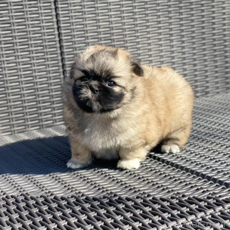 販売中の山梨県のミックス犬-437348の8枚目