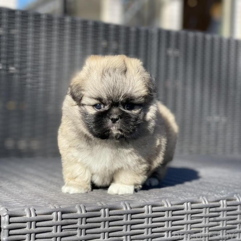 販売中の山梨県のミックス犬-437348の6枚目