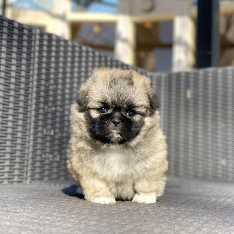 販売中の山梨県のミックス犬-437348の3枚目