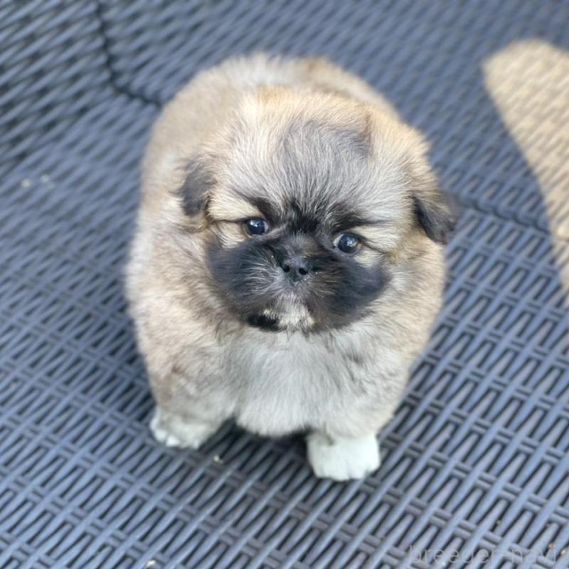 販売中の山梨県のミックス犬-437348の2枚目