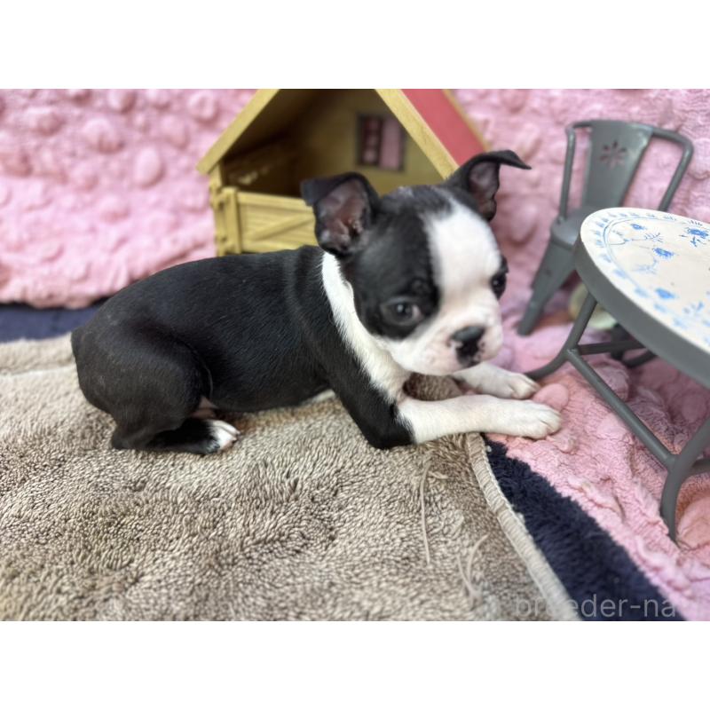 販売中の茨城県のボストンテリア-437350の12枚目