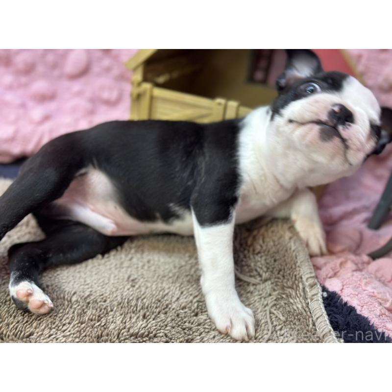 販売中の茨城県のボストンテリア-437350の11枚目