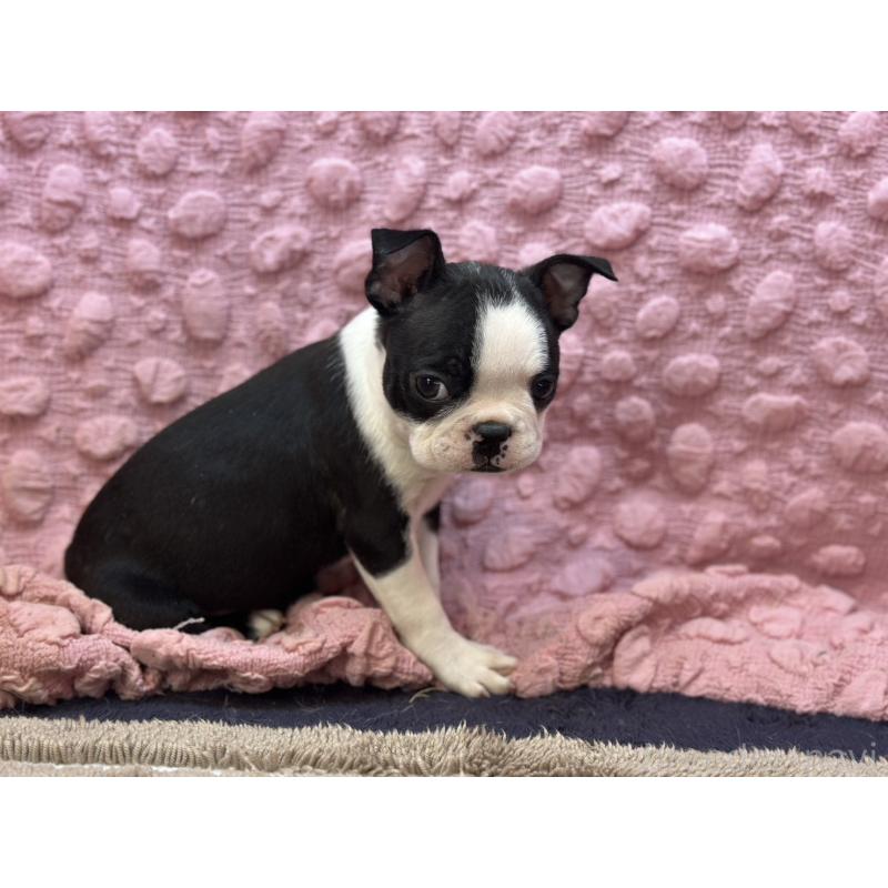 販売中の茨城県のボストンテリア-437350の10枚目