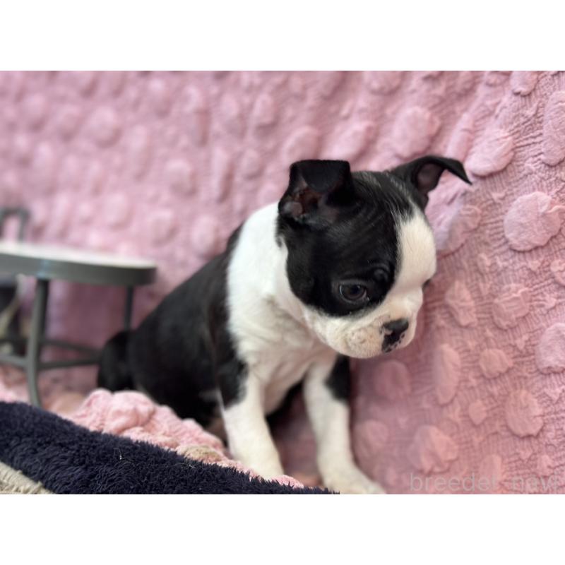 販売中の茨城県のボストンテリア-437350の9枚目