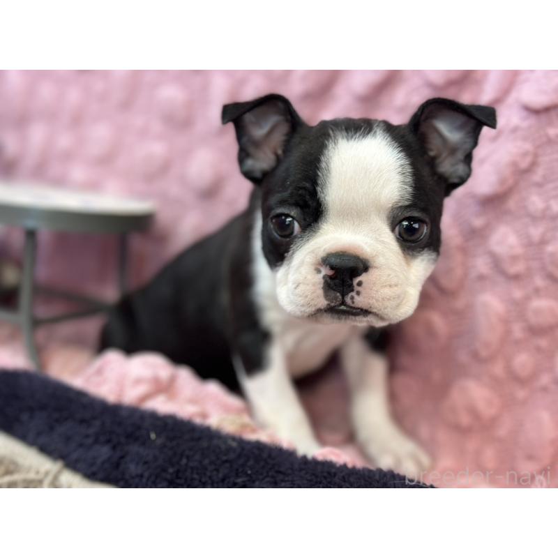 販売中の茨城県のボストンテリア-437350の8枚目