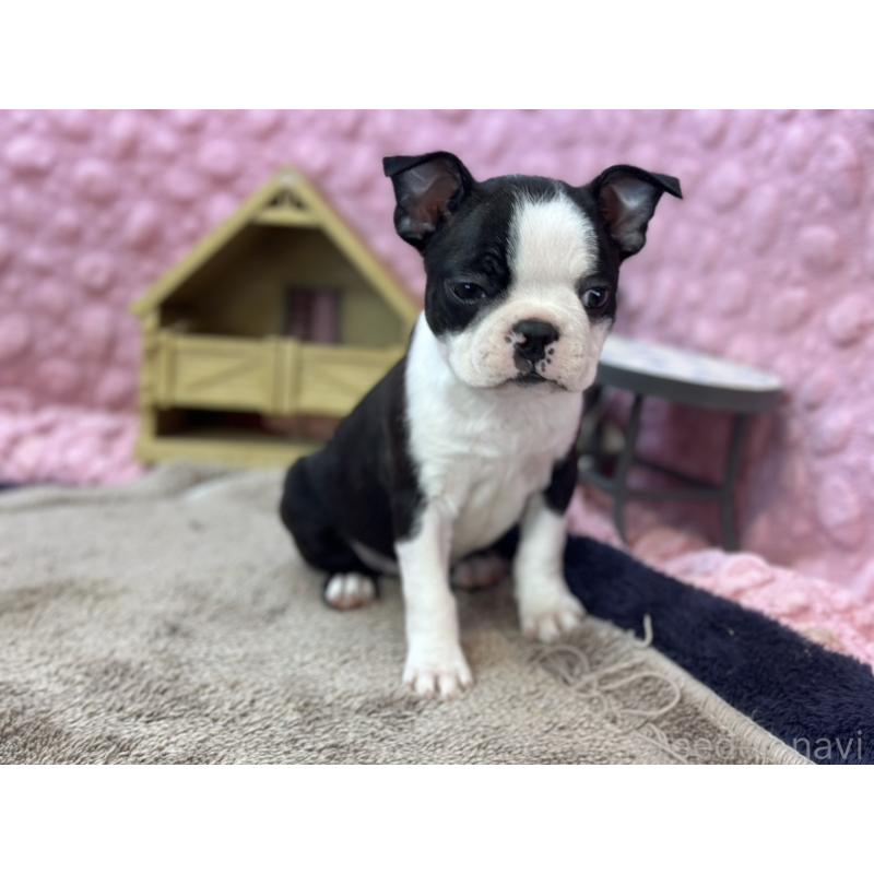 販売中の茨城県のボストンテリア-437350の6枚目