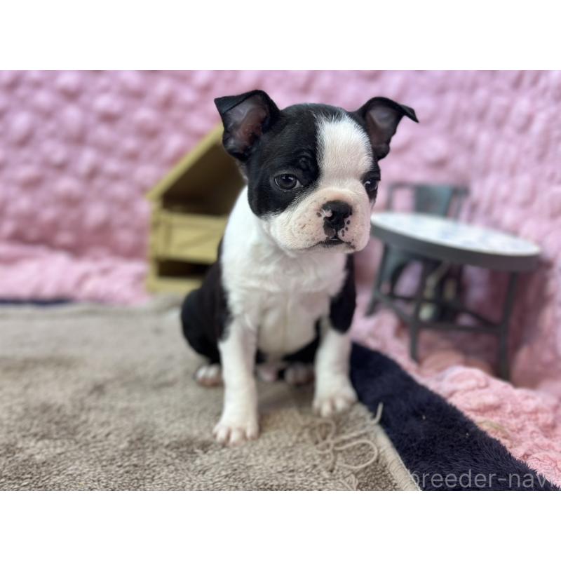 販売中の茨城県のボストンテリア-437350の5枚目