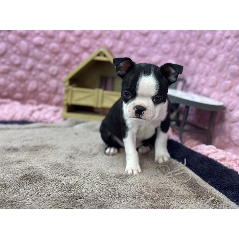 販売中の茨城県のボストンテリア-437350の4枚目