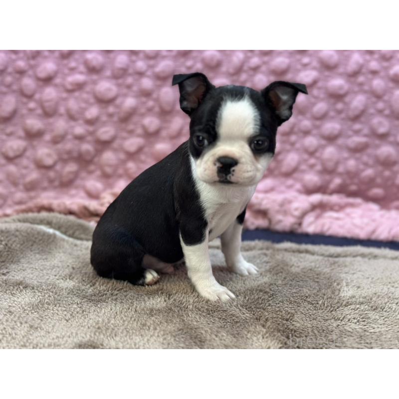 販売中の茨城県のボストンテリア-437350の3枚目