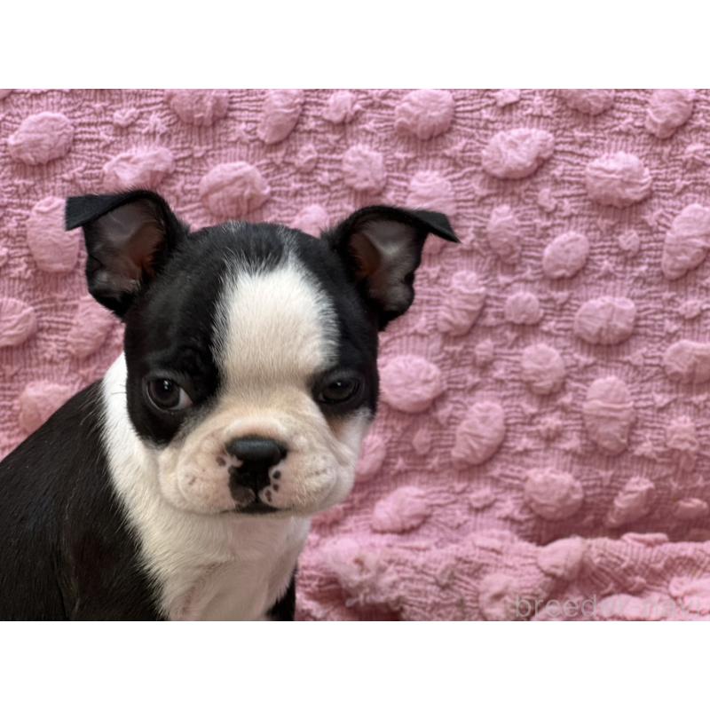 販売中の茨城県のボストンテリア-437350の2枚目