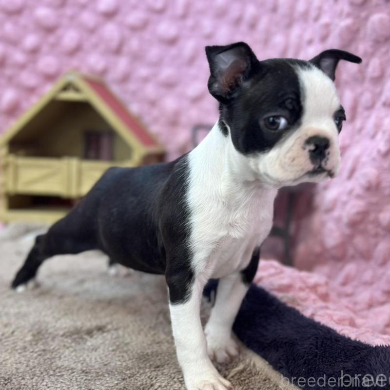 販売中の茨城県のボストンテリア-437350