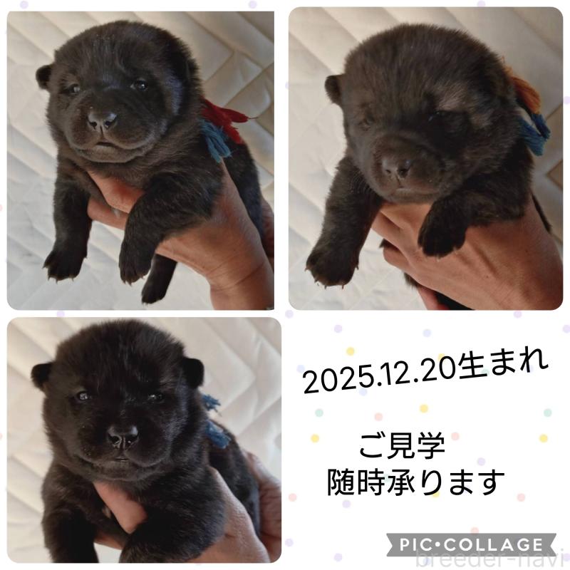 販売中の埼玉県の甲斐犬-434163