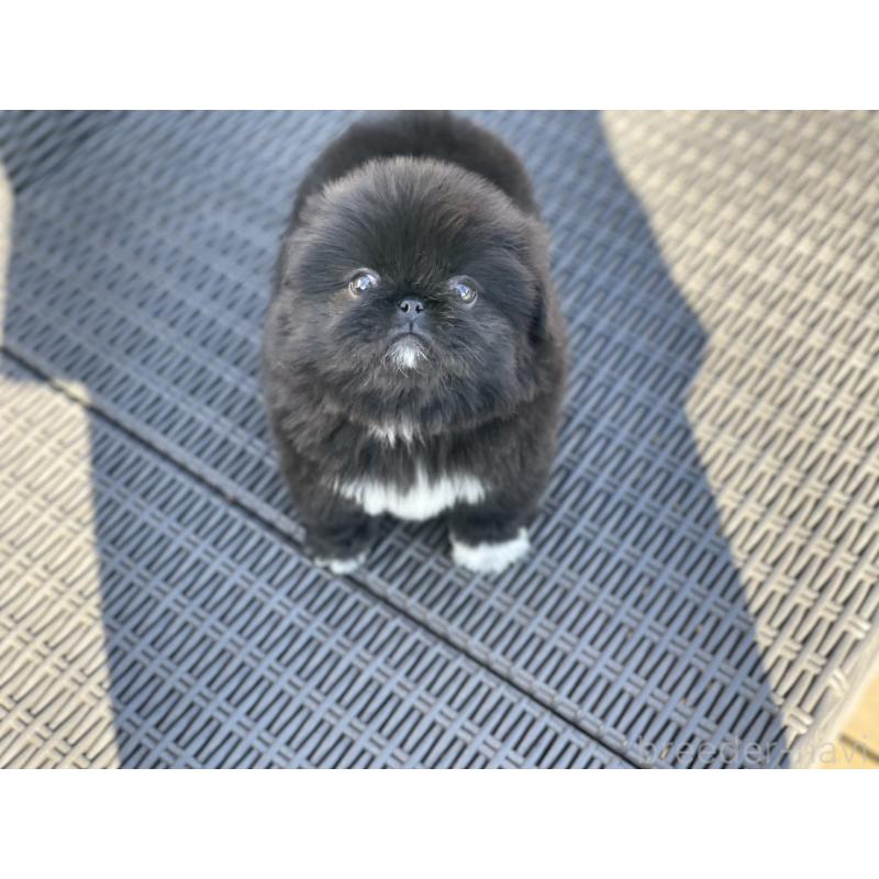 販売中の山梨県のペキニーズ-437353の14枚目