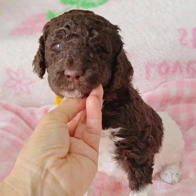 販売中の静岡県のスタンダードプードル-434701