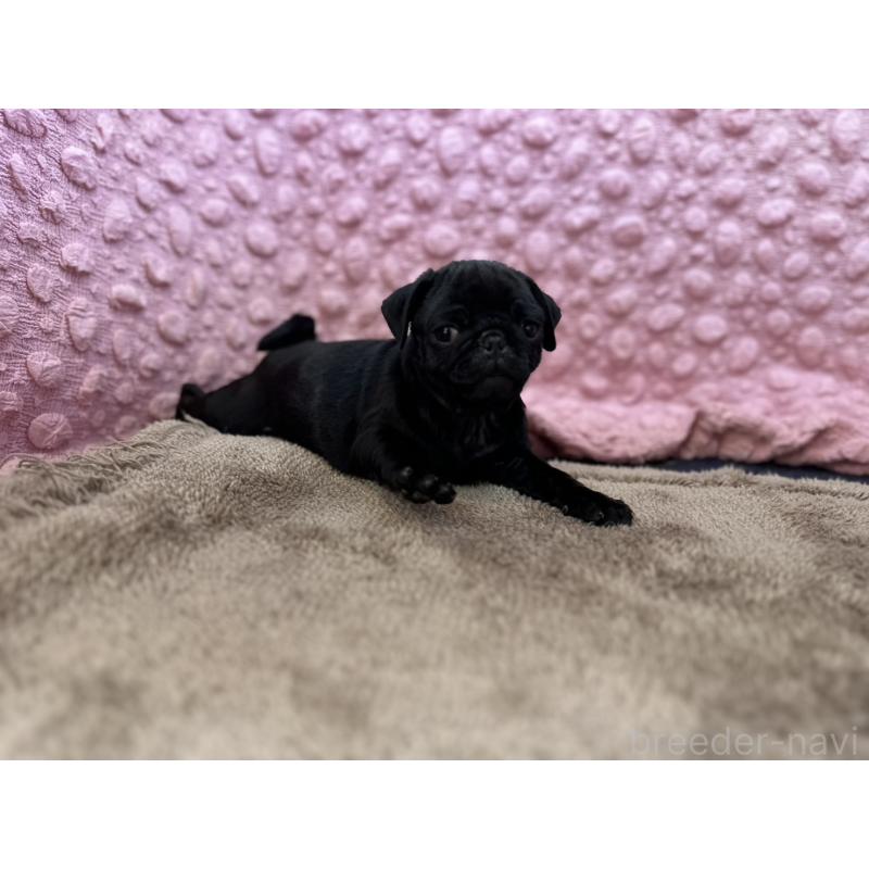 販売中の茨城県のパグ-437352の11枚目