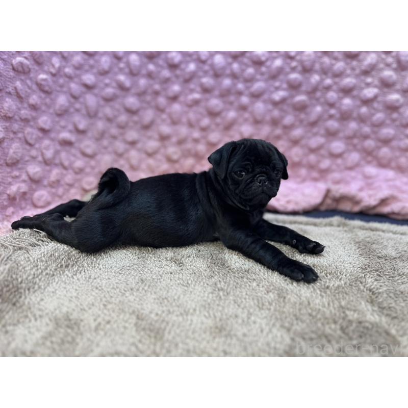 販売中の茨城県のパグ-437352の10枚目