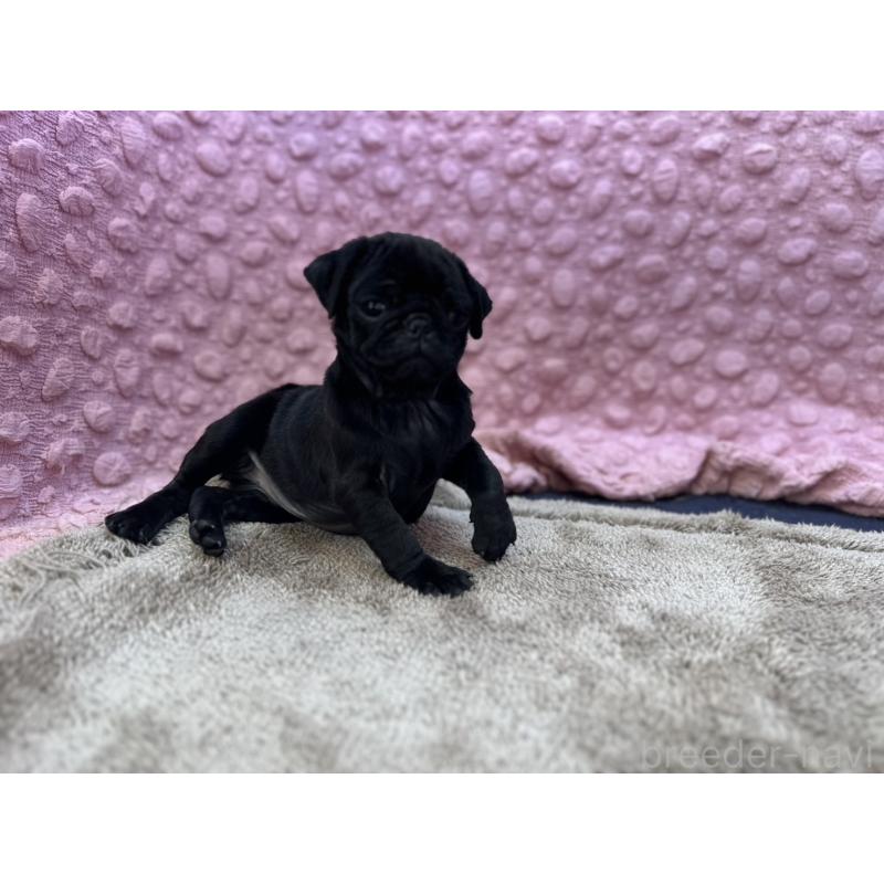 販売中の茨城県のパグ-437352の9枚目