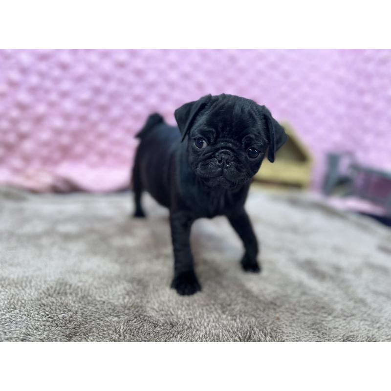 販売中の茨城県のパグ-437352の8枚目