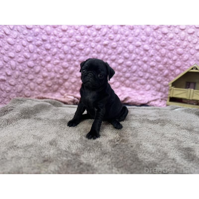 販売中の茨城県のパグ-437352の7枚目