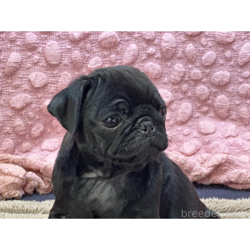 販売中の茨城県のパグ-437352の6枚目