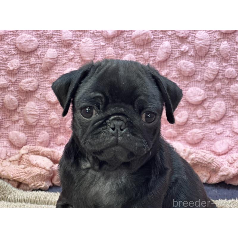 販売中の茨城県のパグ-437352の5枚目