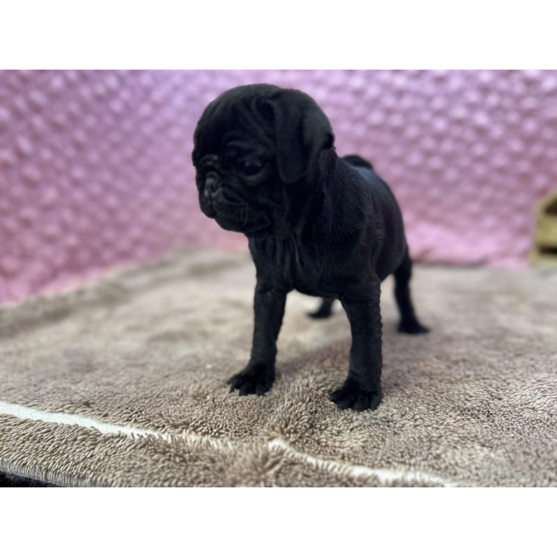 販売中の茨城県のパグ-437352の4枚目