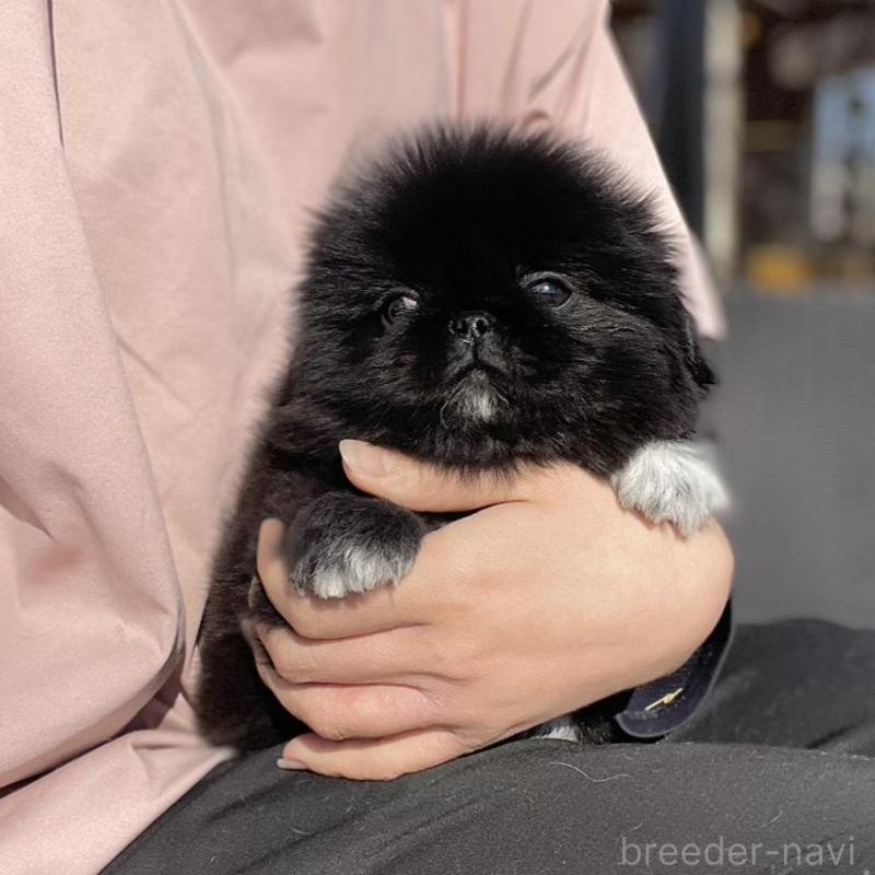 販売中の山梨県のペキニーズ-437353の13枚目